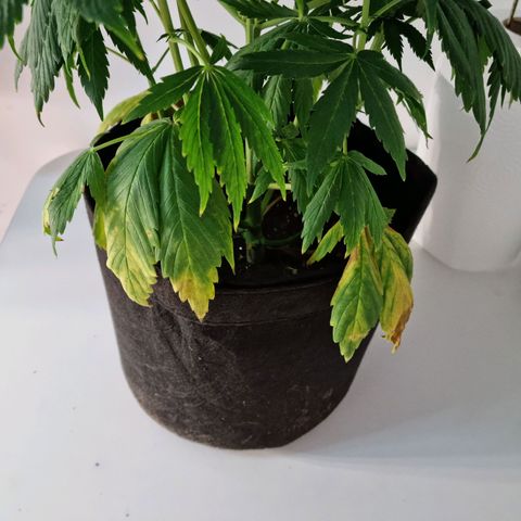 Roque growlog timeline photo