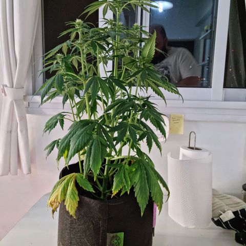 Roque growlog timeline photo