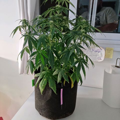 Provo growlog timeline photo