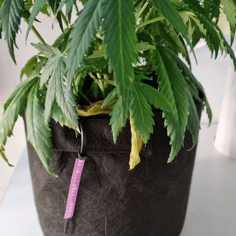 Provo growlog timeline photo