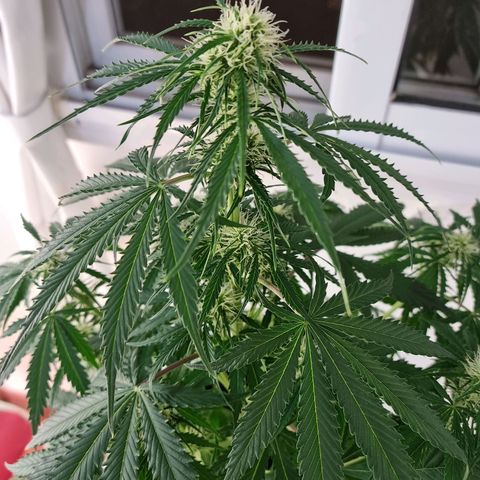 Provo growlog timeline photo