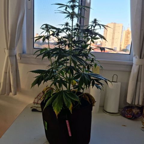 Roque growlog timeline photo