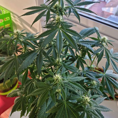Roque growlog timeline photo