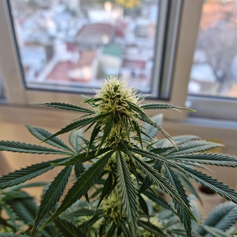 Roque growlog timeline photo