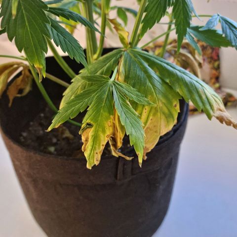 Roque growlog timeline photo
