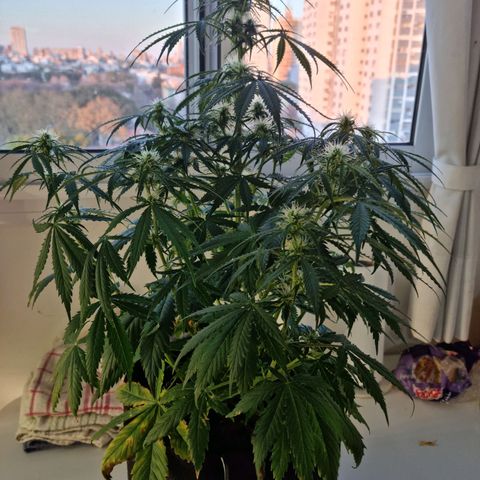 Provo growlog timeline photo