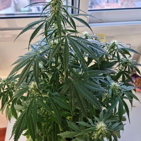 Provo growlog timeline photo