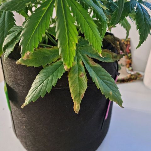 Provo growlog timeline photo