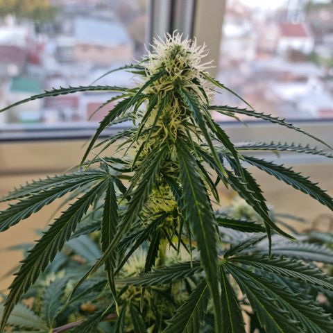 Provo growlog timeline photo