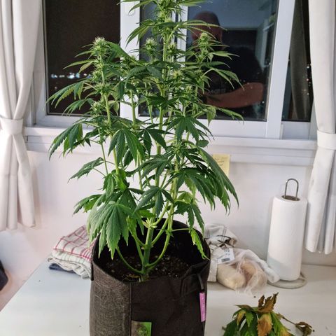 Roque growlog timeline photo