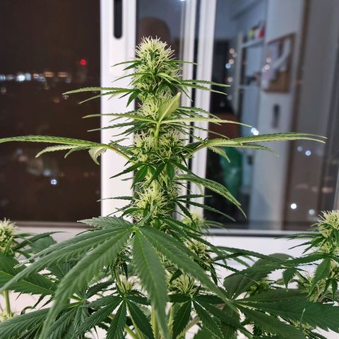 Roque growlog timeline photo