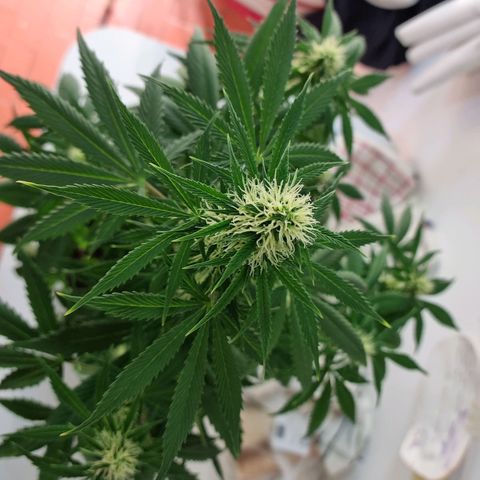 Roque growlog timeline photo