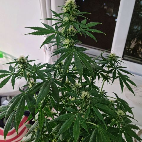 Roque growlog timeline photo