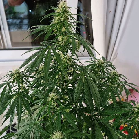 Provo growlog timeline photo