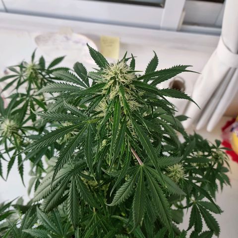 Provo growlog timeline photo