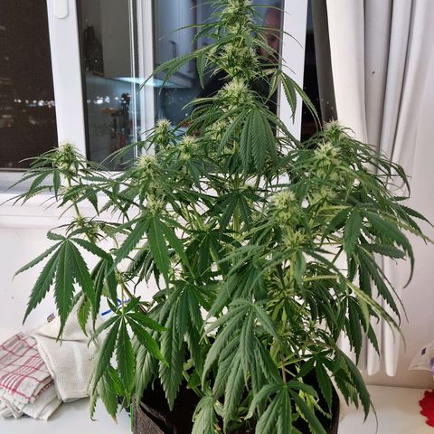 Provo growlog timeline photo