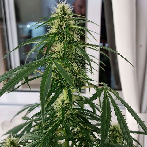 Provo growlog timeline photo