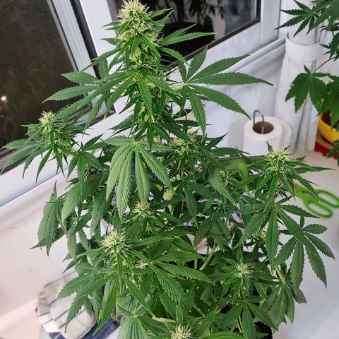 Roque growlog timeline photo