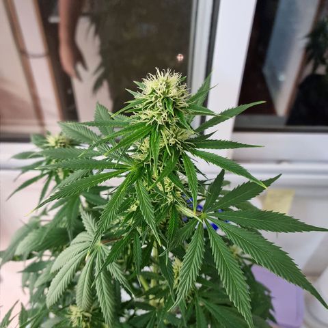 Roque growlog timeline photo