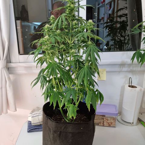 Roque growlog timeline photo