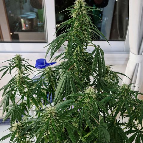 Provo growlog timeline photo
