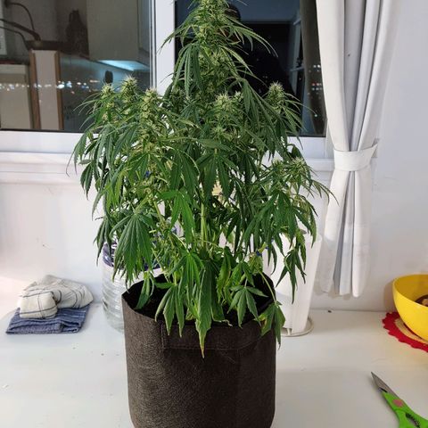 Provo growlog timeline photo