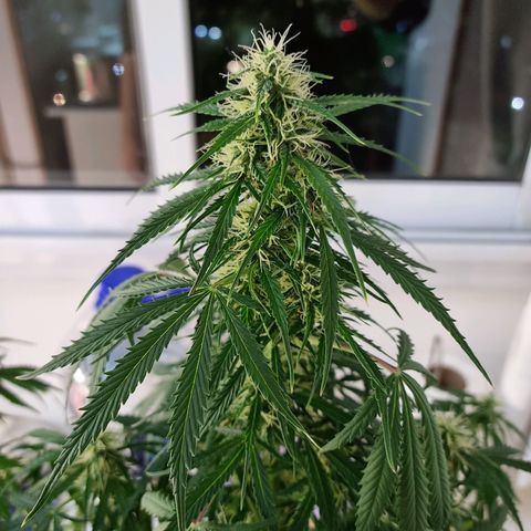 Provo growlog timeline photo