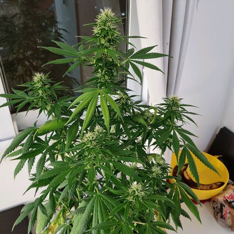 Roque growlog timeline photo