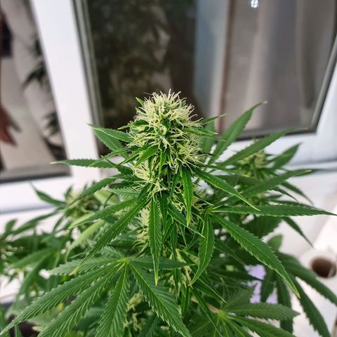 Roque growlog timeline photo