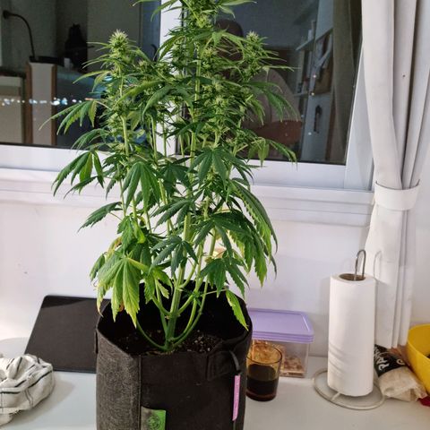 Roque growlog timeline photo