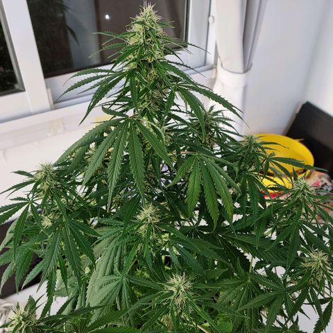 Provo growlog timeline photo