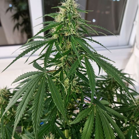 Provo growlog timeline photo