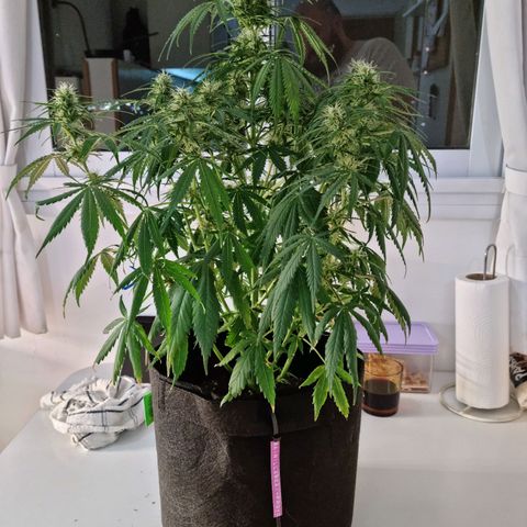 Provo growlog timeline photo