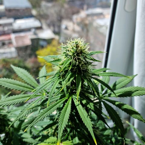 Roque growlog timeline photo