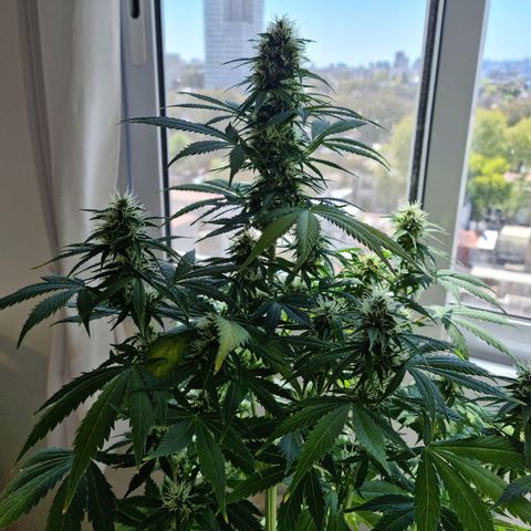 Roque growlog timeline photo