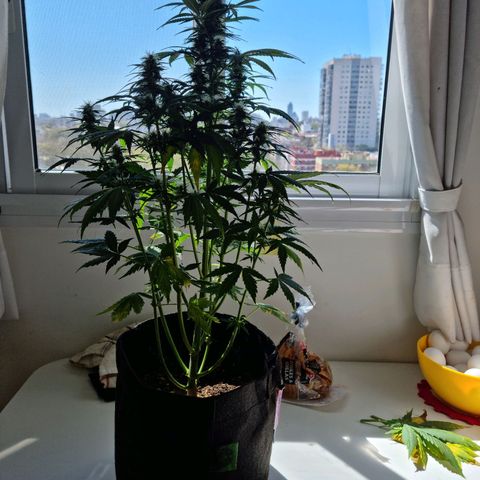 Roque growlog timeline photo