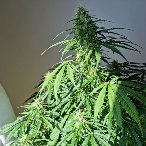Provo growlog timeline photo