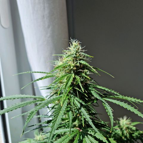 Provo growlog timeline photo