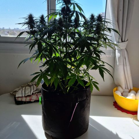 Provo growlog timeline photo