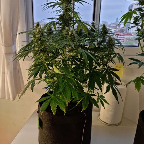 Provo growlog timeline photo