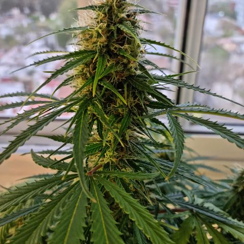 Provo growlog timeline photo