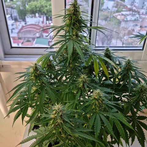 Provo growlog timeline photo