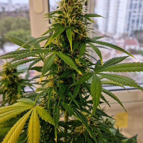 Roque growlog timeline photo
