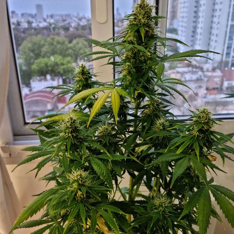 Roque growlog timeline photo