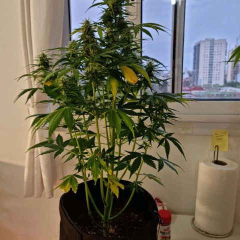 Roque growlog timeline photo