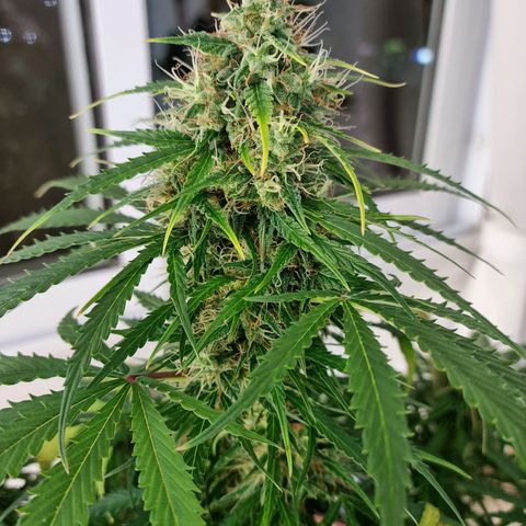 Provo growlog timeline photo