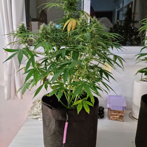 Provo growlog timeline photo