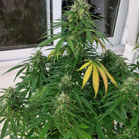 Provo growlog timeline photo