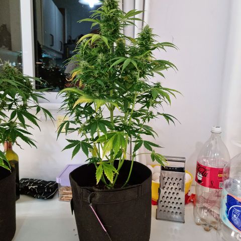 Roque growlog timeline photo