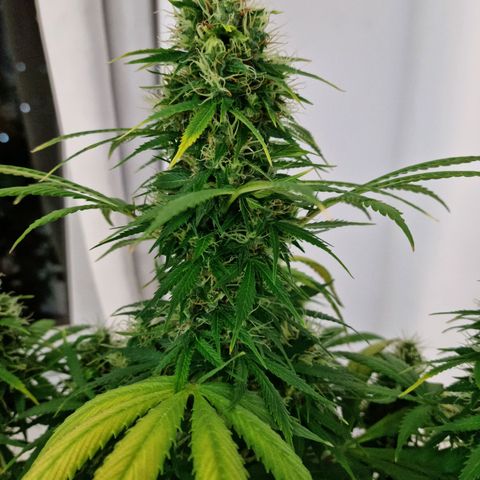 Roque growlog timeline photo